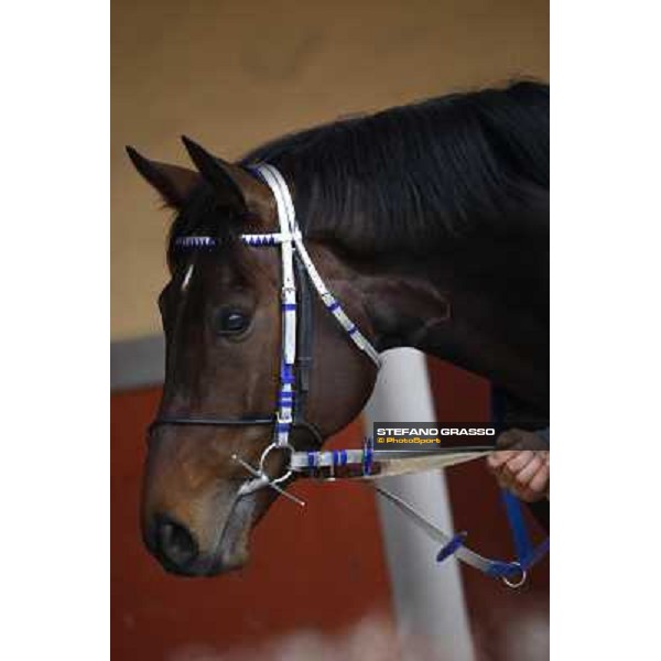 a close up for Frammassone before winning the 60.a Gran Corsa Siepi di Roma Roma, 14th february 2010 ph. Stefano Grasso