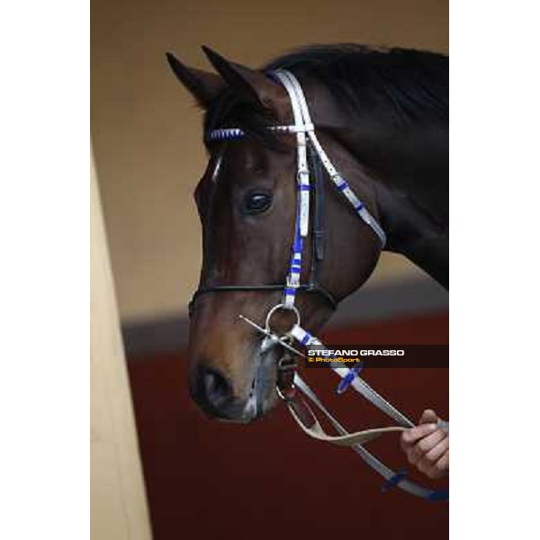 a close up for Frammassone before winning the 60.a Gran Corsa Siepi di Roma Roma, 14th february 2010 ph. Stefano Grasso