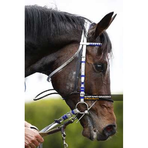 a close up for Frammassone after winning the 60.a Gran Corsa Siepi di Roma Roma, 14th february 2010 ph. Stefano Grasso