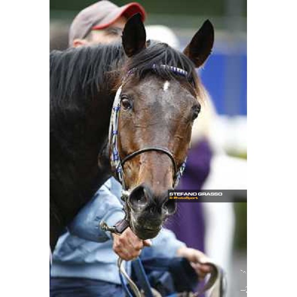 a close up for Frammassone after winning the 60.a Gran Corsa Siepi di Roma Roma, 14th february 2010 ph. Stefano Grasso