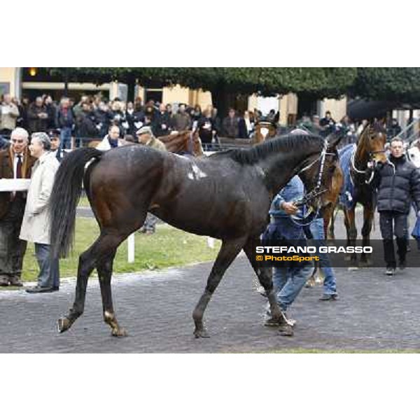 Frammassone parades after winning the 60.a Gran Corsa Siepi di Roma Roma, 14th february 2010 ph. Stefano Grasso