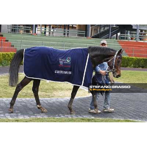 Frammassone parades after winning the 60.a Gran Corsa Siepi di Roma Roma, 14th february 2010 ph. Stefano Grasso