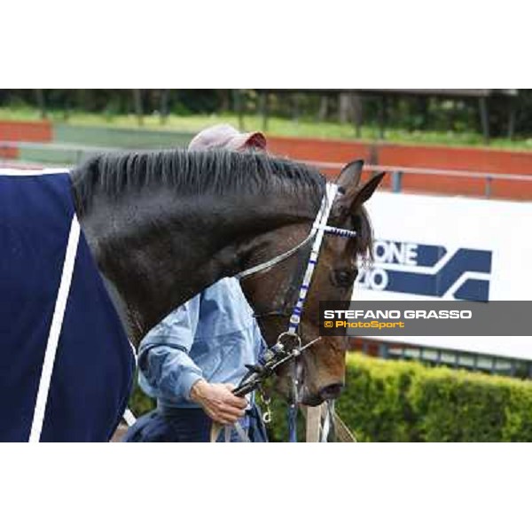 Frammassone parades after winning the 60.a Gran Corsa Siepi di Roma Roma, 14th february 2010 ph. Stefano Grasso