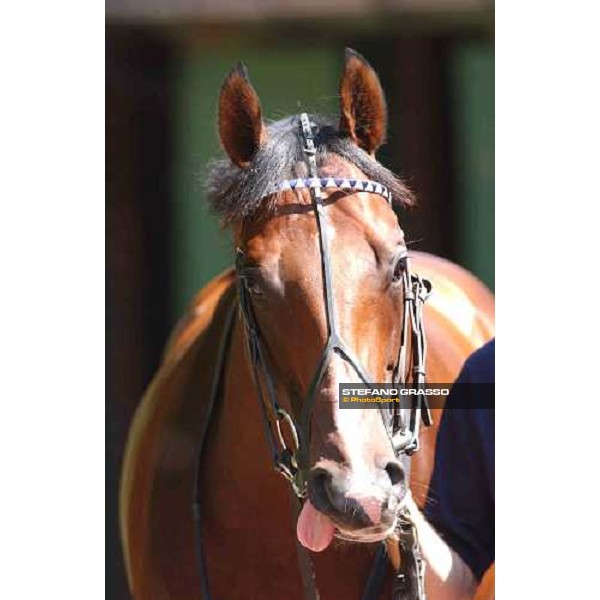 close up for Le Vie dei Colori The Cantor Odds Sussex Stakes Glorious Goodwood 28 th july 2004 ph. Stefano Grasso