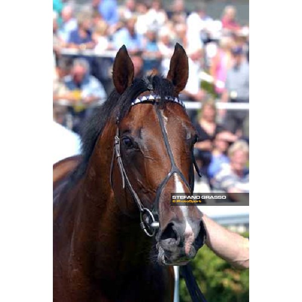 close up for Le Vie dei Colori The Cantor Odds Sussex Stakes Glorious Goodwood 28 th july 2004 ph. Stefano Grasso