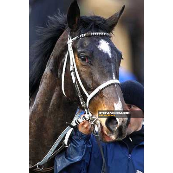 St Petersbourg after winning the 121¡ Grande Steeple Chase di Romna - Mem. Gen. Mario Argenton Rome, 14th february 2010 ph. Stefano Grasso