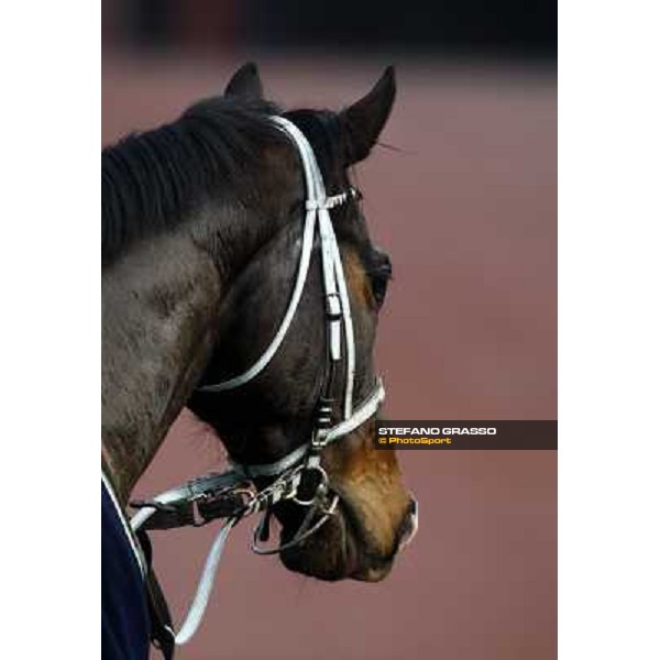 St Petersbourg returns home after winning the 121¡ Grande Steeple Chase di Romna - Mem. Gen. Mario Argenton Rome, 14th february 2010 ph. Stefano Grasso