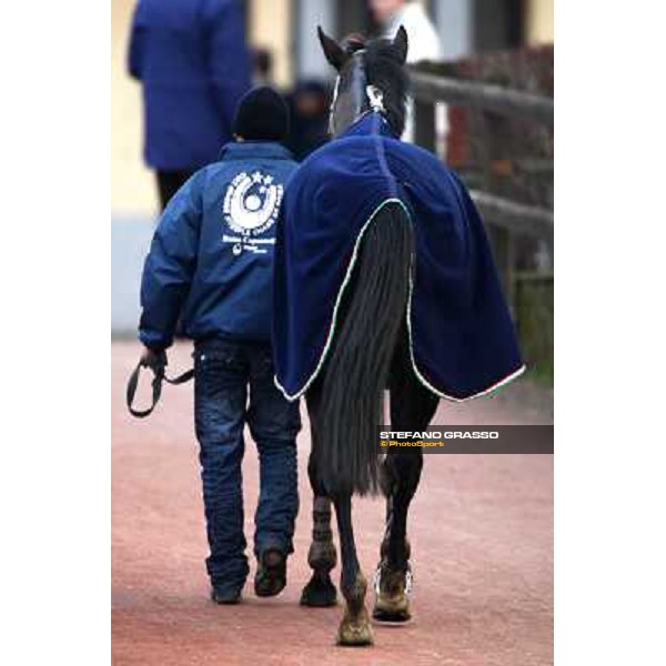 St Petersbourg returns home after winning the 121¡ Grande Steeple Chase di Romna - Mem. Gen. Mario Argenton Rome, 14th february 2010 ph. Stefano Grasso