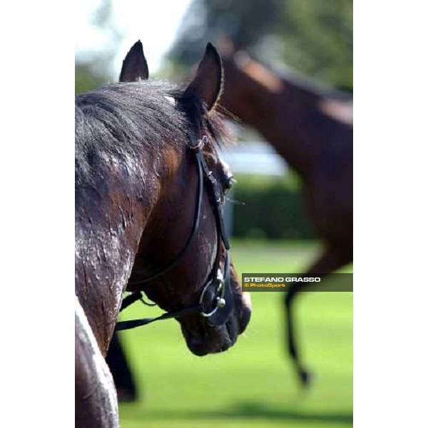 close up for Le Vie dei Colori The Cantor Odds Sussex Stakes Glorious Goodwood 28 th july 2004 ph. Stefano Grasso