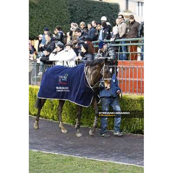 St Petersbourg after winning the 121¡ Grande Steeple Chase di Romna - Mem. Gen. Mario Argenton Rome, 14th february 2010 ph. Stefano Grasso