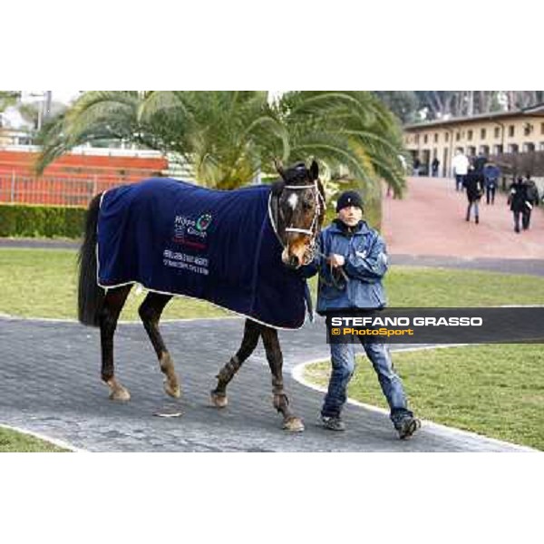 St Petersbourg after winning the 121¡ Grande Steeple Chase di Romna - Mem. Gen. Mario Argenton Rome, 14th february 2010 ph. Stefano Grasso