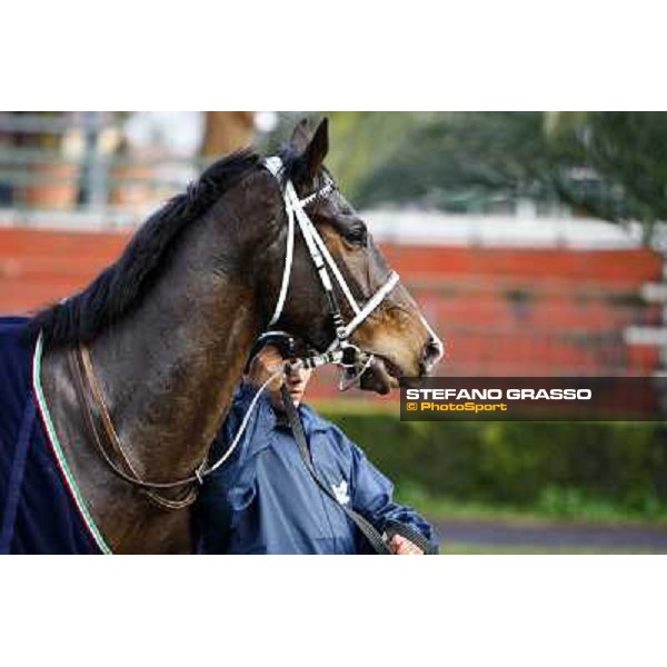 St Petersbourg after winning the 121¡ Grande Steeple Chase di Romna - Mem. Gen. Mario Argenton Rome, 14th february 2010 ph. Stefano Grasso