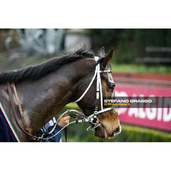 St Petersbourg after winning the 121¡ Grande Steeple Chase di Romna - Mem. Gen. Mario Argenton Rome, 14th february 2010 ph. Stefano Grasso