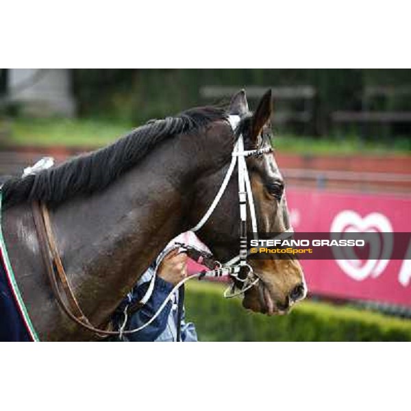 St Petersbourg after winning the 121¡ Grande Steeple Chase di Romna - Mem. Gen. Mario Argenton Rome, 14th february 2010 ph. Stefano Grasso