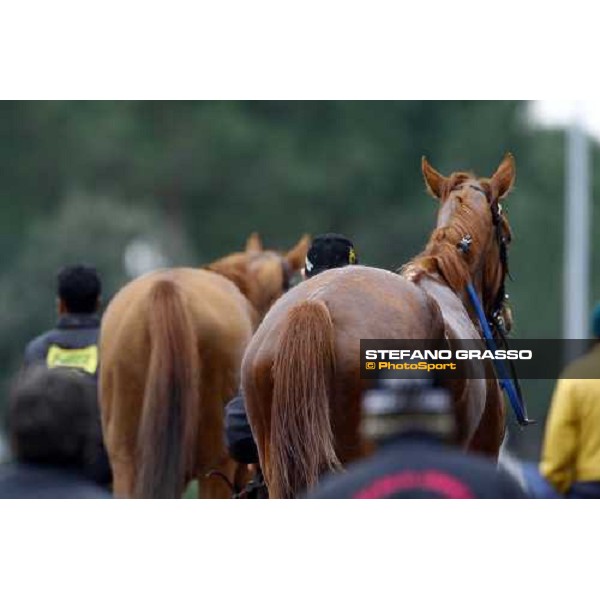 Horses return back home after the race Roma, 14th february 2010 ph. Stefano Grasso