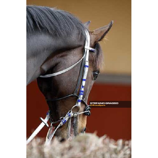 60.a Gran Corsa Siepi - a close up for Frammassone Roma, 14th february 2010 ph. Stefano Grasso