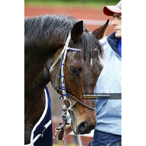 a close up for Frammassone after winning the 60.a Gran Corsa Siepi Roma, 14th february 2010 ph. Stefano Grasso