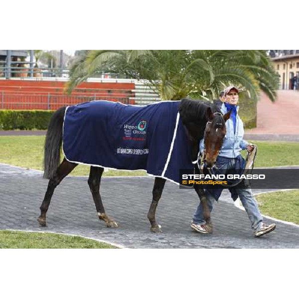 Frammassone parades after winning the 60.a Gran Corsa Siepi di Roma Roma, 14th february 2010 ph. Stefano Grasso