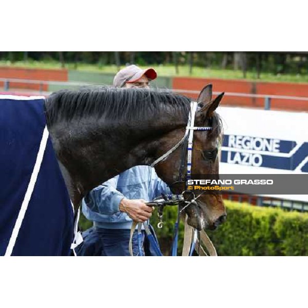 Frammassone parades after winning the 60.a Gran Corsa Siepi di Roma Roma, 14th february 2010 ph. Stefano Grasso