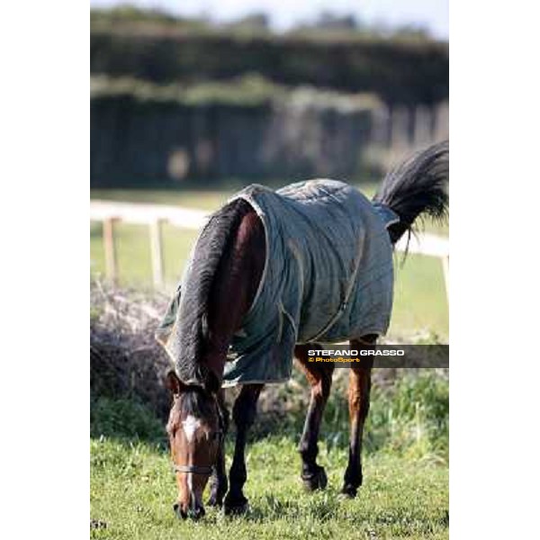 Bye Bye Quanito pictured at Franco Contu\'s stable Rome, 21st february 2010 ph. Stefano Grasso
