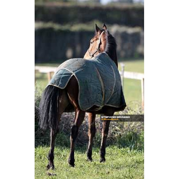 Bye Bye Quanito pictured at Franco Contu\'s stable Rome, 21st february 2010 ph. Stefano Grasso