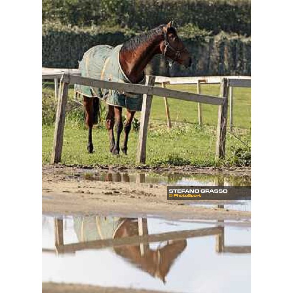 Bye Bye Quanito pictured at Franco Contu\'s stable Rome, 21st february 2010 ph. Stefano Grasso