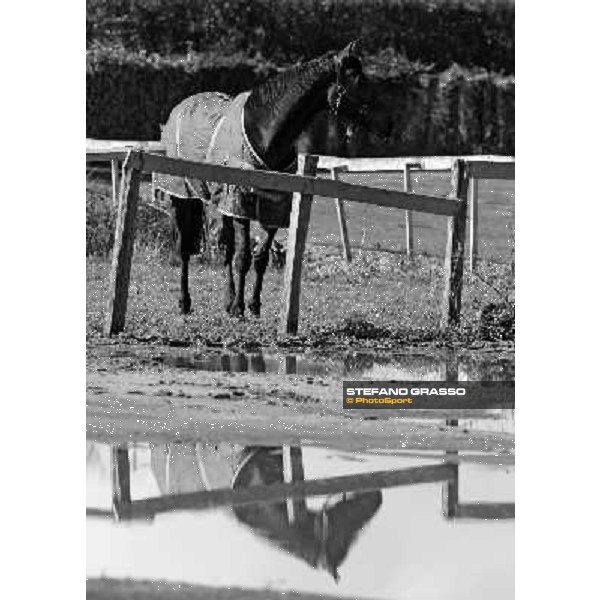 Bye Bye Quanito pictured at Franco Contu\'s stable Rome, 21st february 2010 ph. Stefano Grasso
