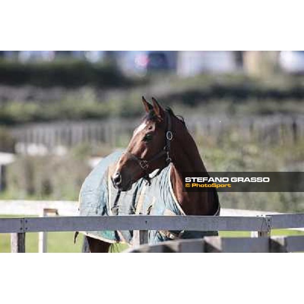 Bye Bye Quanito pictured at Franco Contu\'s stable Rome, 21st february 2010 ph. Stefano Grasso