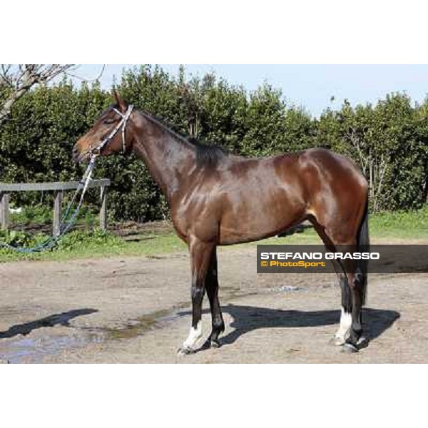 Eppursimuove pictured at Franco Contu\'s stable Rome, 21st february 2010 ph. Stefano Grasso