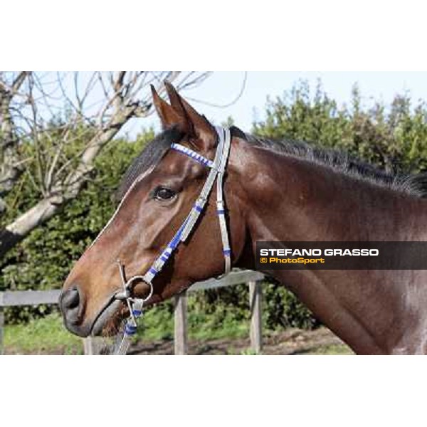 Eppursimuove pictured at Franco Contu\'s stable Rome, 21st february 2010 ph. Stefano Grasso