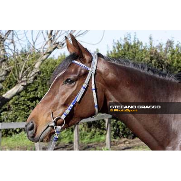 Eppursimuove pictured at Franco Contu\'s stable Rome, 21st february 2010 ph. Stefano Grasso