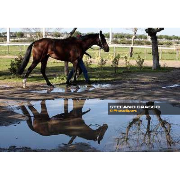 Eppursimuove walking at Franco Contu\'s stable Rome, 21st february 2010 ph. Stefano Grasso