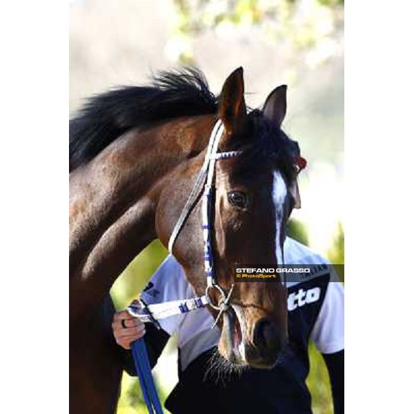 Eppursimuove pictured at Franco Contu\'s stable Rome, 21st february 2010 ph. Stefano Grasso