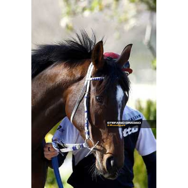 Eppursimuove pictured at Franco Contu\'s stable Rome, 21st february 2010 ph. Stefano Grasso