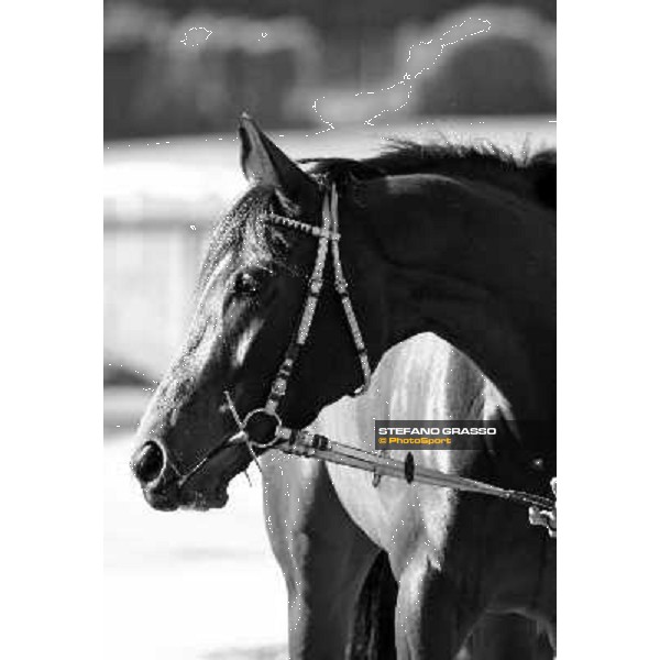 Eppursimuove pictured at Franco Contu\'s stable Rome, 21st february 2010 ph. Stefano Grasso