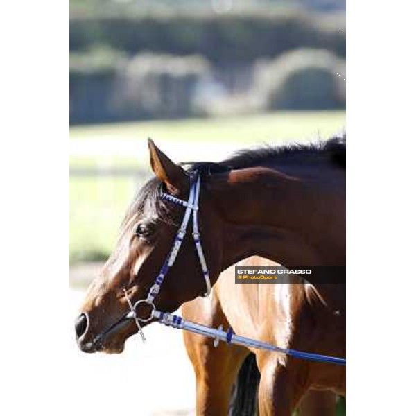 Eppursimuove pictured at Franco Contu\'s stable Rome, 21st february 2010 ph. Stefano Grasso