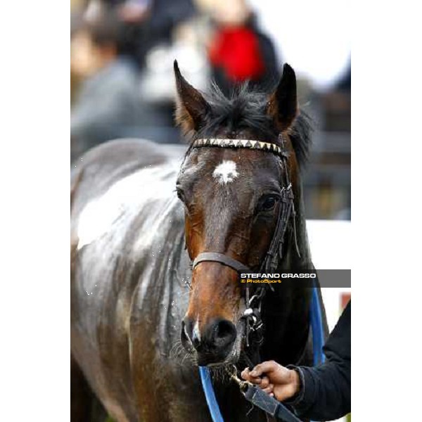 Leuci Lamps after winning the Premio Ippodromo Pardubice Rome, 21st february 2010 ph. Stefano Grasso