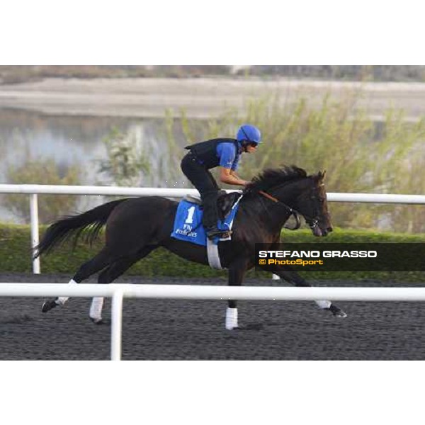 Sirocco Breeze working at Al Quoz during the Godolphin Media Morning Dubai - Al Quoz, 24th march 2010 ph. Stefano Grasso