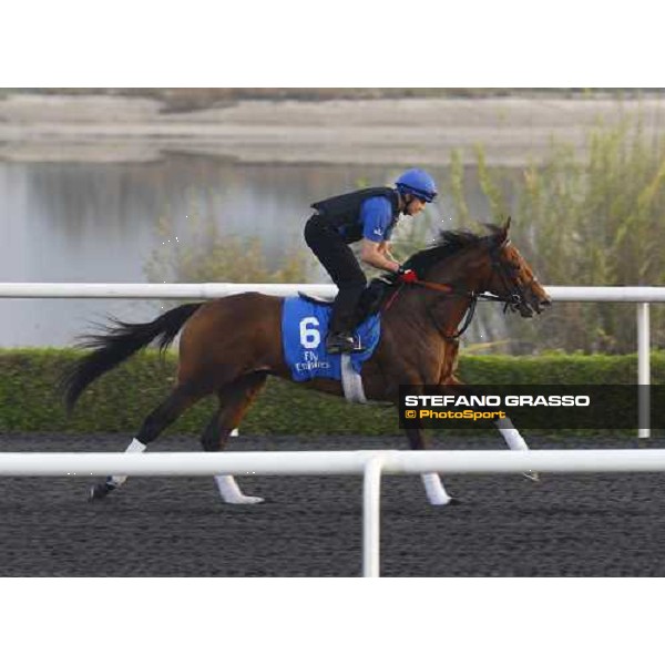 Mastery working at Al Quoz during the Godolphin Media Morning Dubai - Al Quoz, 24th march 2010 ph. Stefano Grasso