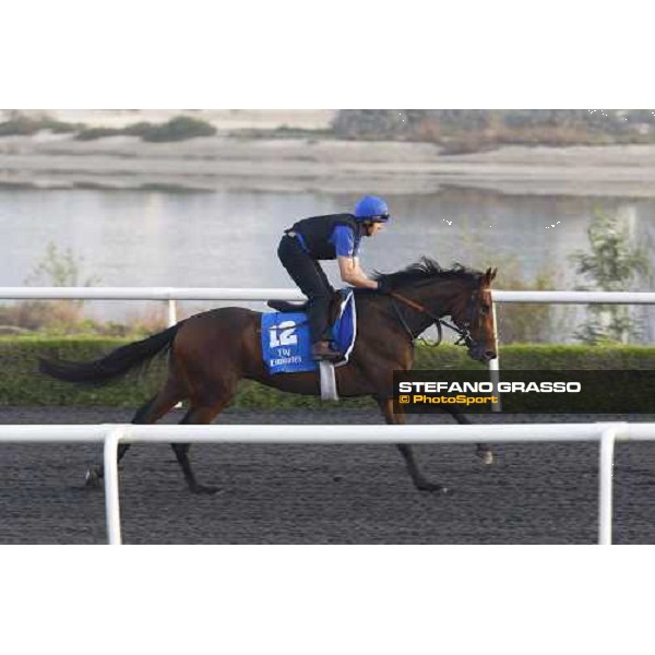 Caymans working at Al Quoz during the Godolphin Media Morning Dubai - Al Quoz, 24th march 2010 ph. Stefano Grasso