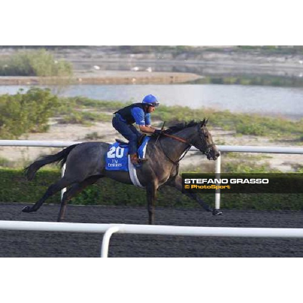 Wedding March working at Al Quoz during the Godolphin Media Morning Dubai - Al Quoz, 24th march 2010 ph. Stefano Grasso