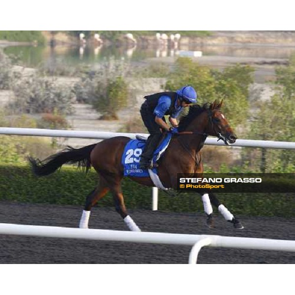 Natural Law working at Al Quoz during the Godolphin Media Morning Dubai - Al Quoz, 24th march 2010 ph. Stefano Grasso