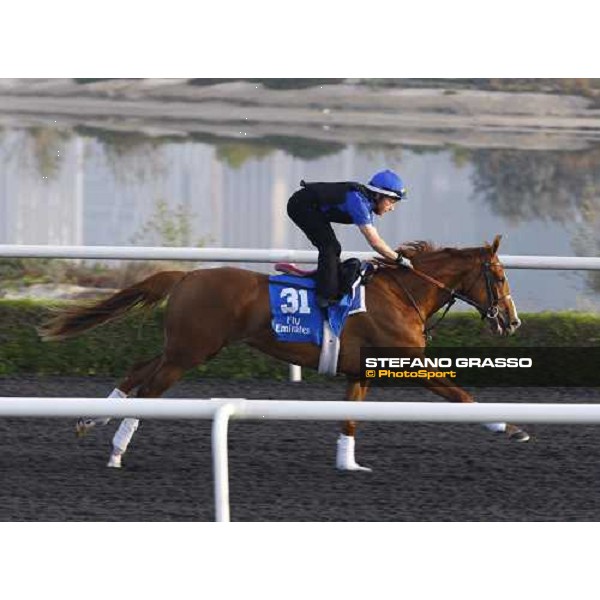 Hudoo working at Al Quoz during the Godolphin Media Morning Dubai - Al Quoz, 24th march 2010 ph. Stefano Grasso