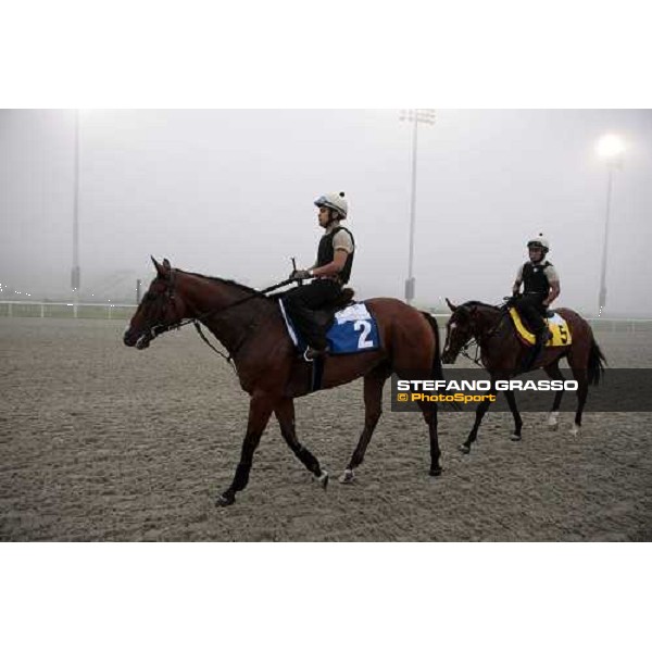Summit Surge and Presvis walk back home after a canter Dubai - Meydan, 25th march 2010 ph. Stefano Grasso