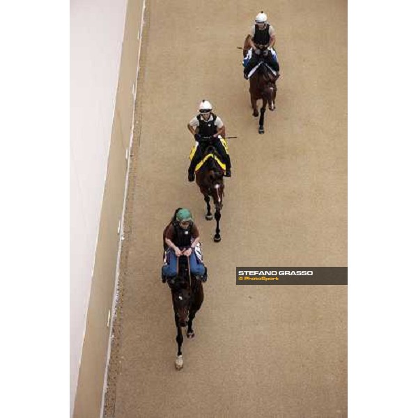 Presvis and Summit Surge walk under the tunnel after a canter Dubai - Meydan, 25th march 2010 ph. Stefano Grasso