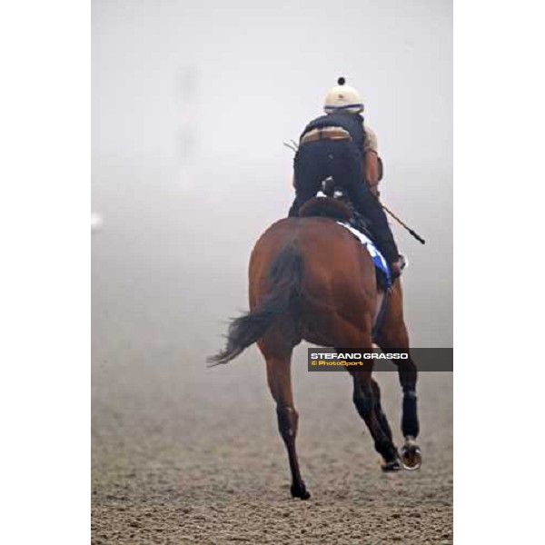Summit Surge cantering during morning trackworks Dubai - Meydan, 25th march 2010 ph. Stefano Grasso