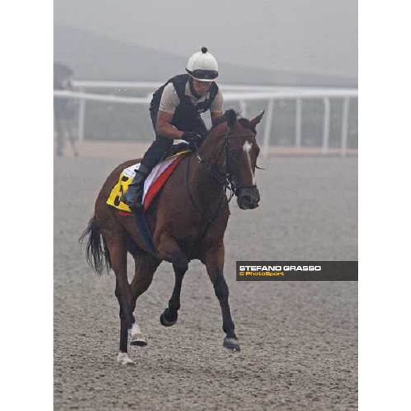Presvis cantering during morning trackworks Dubai - Meydan, 25th march 2010 ph. Stefano Grasso