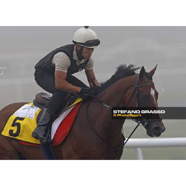 Presvis during morning trackworks Dubai - Meydan, 25th march 2010 ph. Stefano Grasso