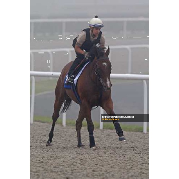 Summit Surge cantering during morning trackworks Dubai - Meydan, 25th march 2010 ph. Stefano Grasso