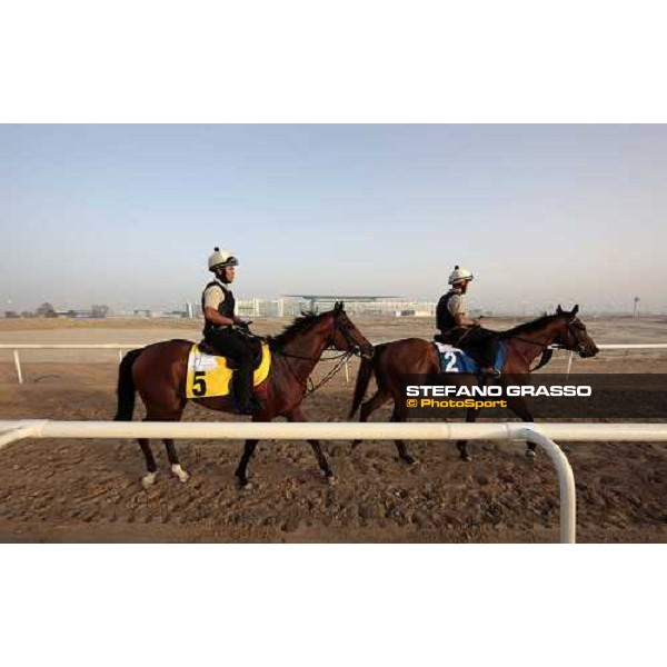 Summit Surge and Presvis walk back home after morning track works at Meydan Dubai - Meydan, 26th march 2010 ph. Stefano Grasso